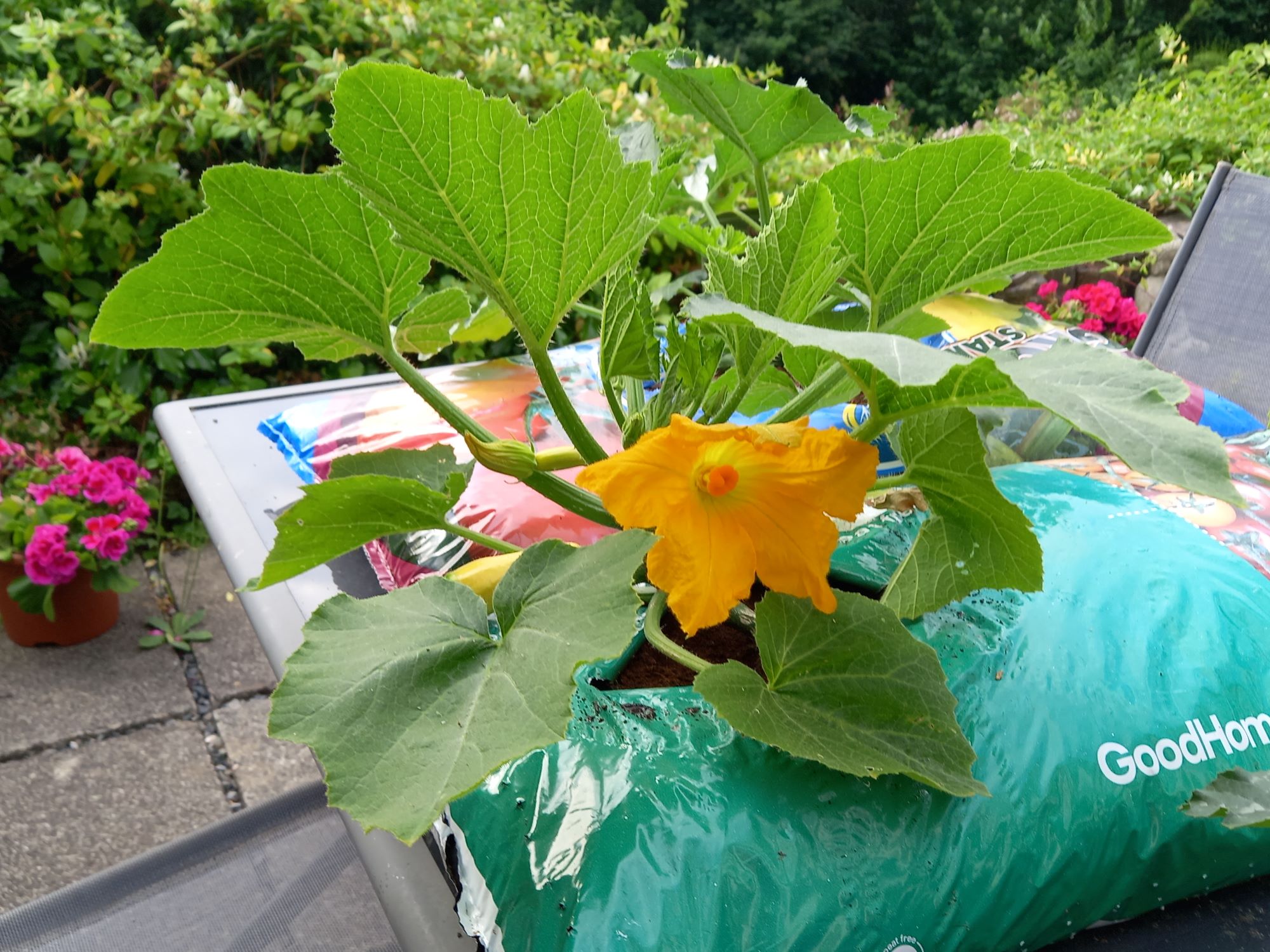 Our courgette plants
